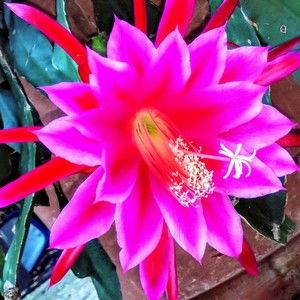 Meet your Posher, Diane